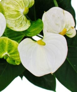 Flamingoblume "Sierra White" weiß (Anthurium andreanum)