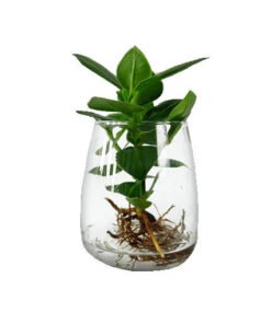 Clusia Rosea Princess im Glas