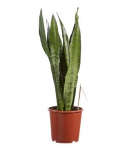 Sanseviera zeylanica Bogenhanf 17 cm