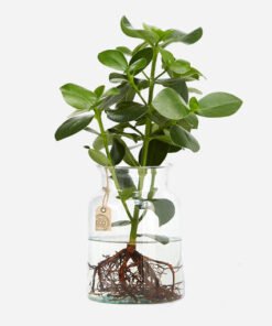 Clusia Water Plant mit Eco Glass (Balsamapfel)