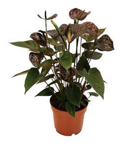 Flamingoblume Anthurium Andreanum Black Karma schwarz