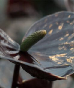 Flamingoblume Anthurium Andreanum Black Karma schwarz