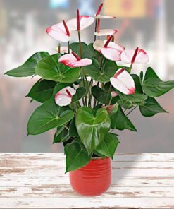Flamingoblume "Hotlips" rosa-weiß (Anthurium andreanum)