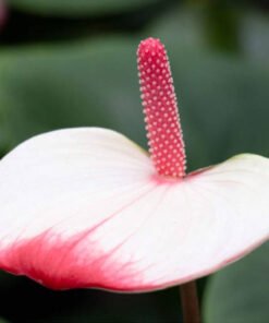 Flamingoblume "Hotlips" rosa-weiß (Anthurium andreanum)