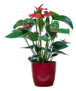 Flamingoblume "Karma" rot (Anthurium andreanum)