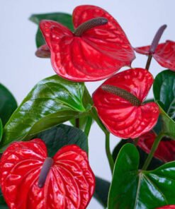 Flamingoblume "Karma" rot (Anthurium andreanum)