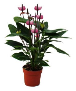 Flamingoblume "Lila Fiorino" violett (Anthurium andreanum)
