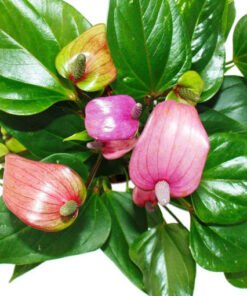 Flamingoblume "Lila Fiorino" violett (Anthurium andreanum)