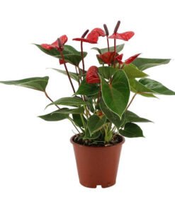 Flamingoblume "Lipstick Red" rot (Anthurium andreanum)