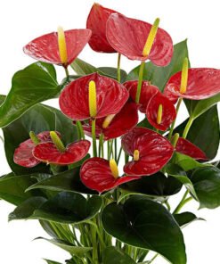 Flamingoblume "Lipstick Red" rot (Anthurium andreanum)
