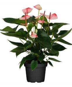 Flamingoblume "Mystique" weiß rosa (Anthurium andreanum)