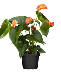 Flamingoblume "Orange Champion" orange (Anthurium andreanum)