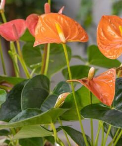 Flamingoblume "Orange Champion" orange (Anthurium andreanum)