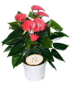 Flamingoblume "Pink Champion" mit pinker Blüte (Anthurium andreanum)