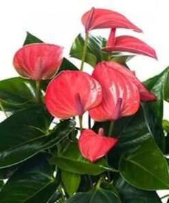 Flamingoblume "Pink Champion" mit pinker Blüte (Anthurium andreanum)
