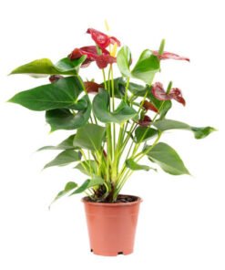 Flamingoblume "Red Champion" rot (Anthurium andreanum)