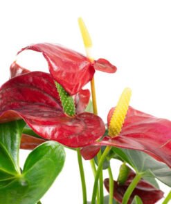 Flamingoblume "Red Champion" rot (Anthurium andreanum)