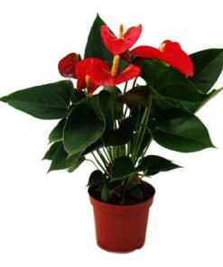 Flamingoblume "Sierra Red" rot (Anthurium andreanum)