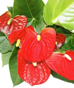 Flamingoblume "Sierra Red" rot (Anthurium andreanum)