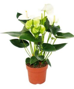 Flamingoblume "Sierra White" weiß (Anthurium andreanum)