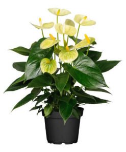 Flamingoblume "Vanilla creme" gelb (Anthurium andreanum)