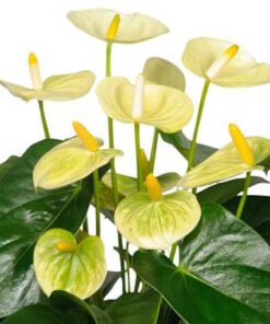 Flamingoblume "Vanilla creme" gelb (Anthurium andreanum)