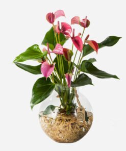 Flamingoblume Water Plant in Kugelvase pink (Anthurium andreanum)