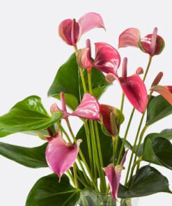 Flamingoblume Water Plant in Kugelvase pink (Anthurium andreanum)