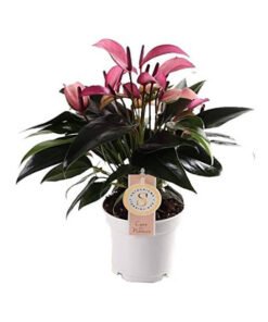 Flamingoblume "Zizou" lila (Anthurium andreanum)