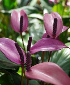 Flamingoblume "Zizou" lila (Anthurium andreanum)