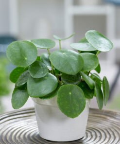 Pilea